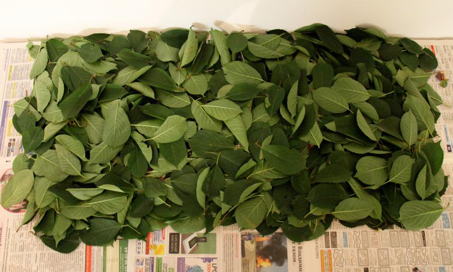 Чай из листьев вишни -рецепт ферментации в домашних условиях: польза и вред