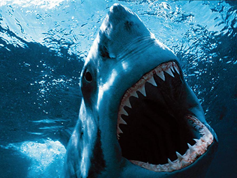 Зубы акулы