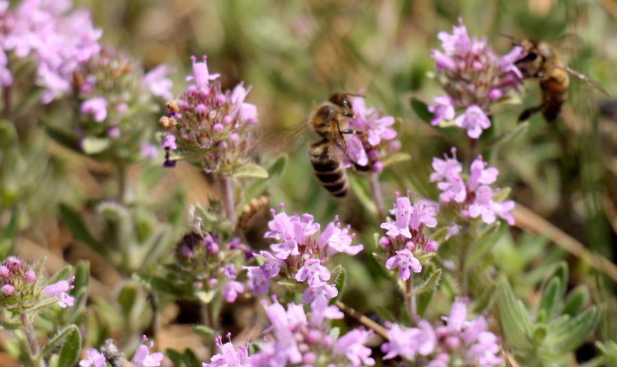Пчелы на чабреце