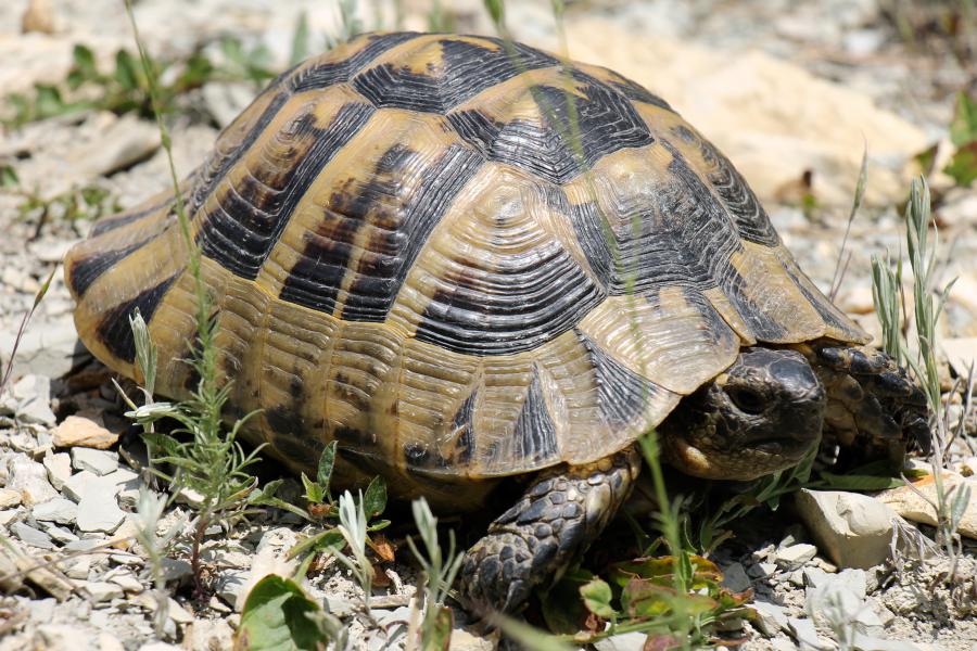 Средиземноморская черепаха (греческая)