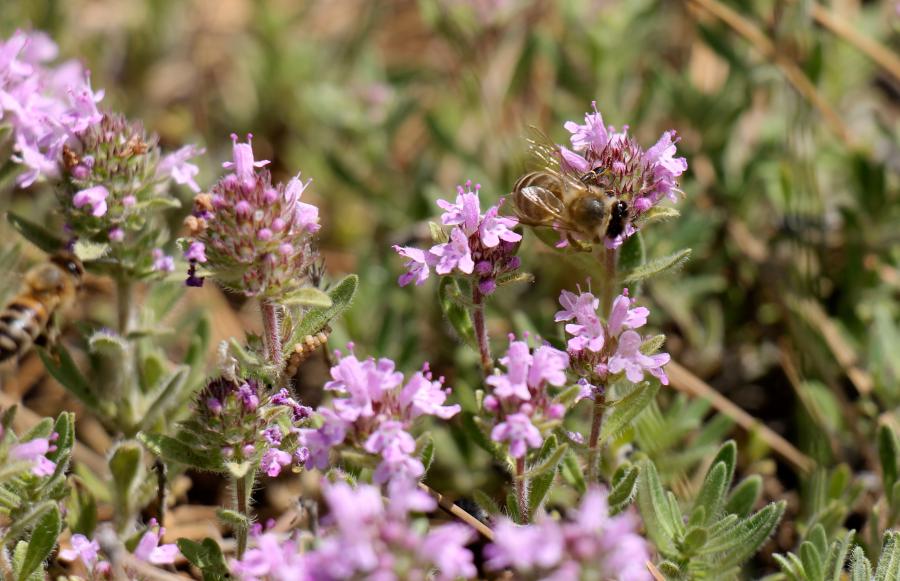 Пчелы на цветках тимьяна ползучего